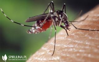 Domowe sposoby na ugryzienie komara