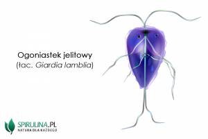 Giardioza (Giardia lamblia)