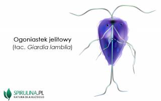Giardioza (Giardia lamblia)