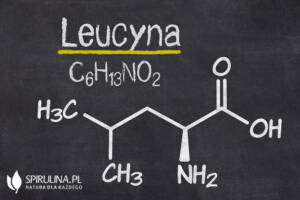 Leucyna