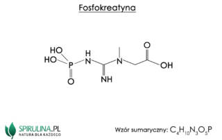 Fosfokreatyna