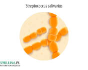 Paciorkowce (Streptococcus salivarius)