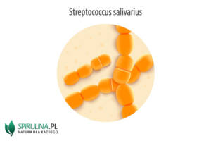 Paciorkowce (Streptococcus salivarius)