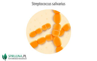 Paciorkowce (Streptococcus salivarius)