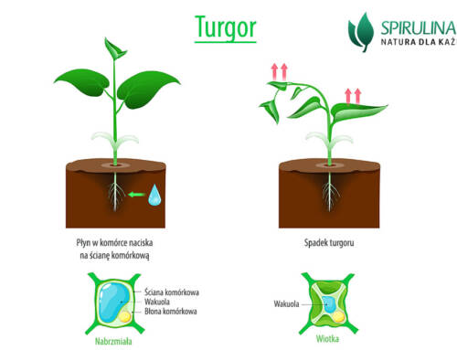 Turgor