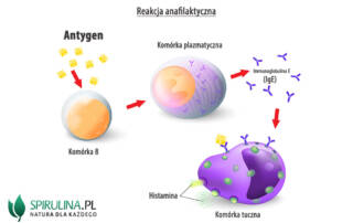 Antygen