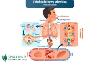 Układ oddechowy człowieka