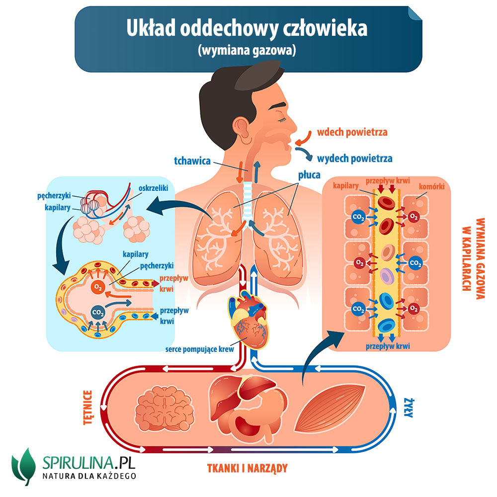 Układ oddechowy człowieka (wymiana gazowa)