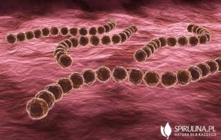 Paciorkowce, streptokoki (łac. Streptococcus)