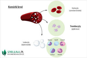 Trombocyty (płytki krwi)