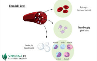 Trombocyty (płytki krwi)