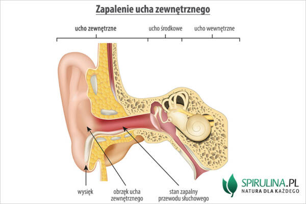 Sc Ucha Zapalenie ucha - algi Spirulina i Chlorella