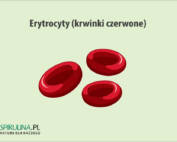 Erytrocyty (krwinki czerwone)