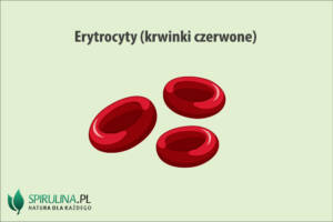 Erytrocyty (krwinki czerwone)