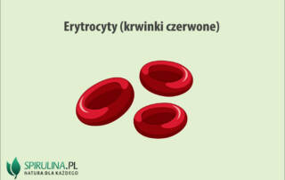 Erytrocyty (krwinki czerwone)