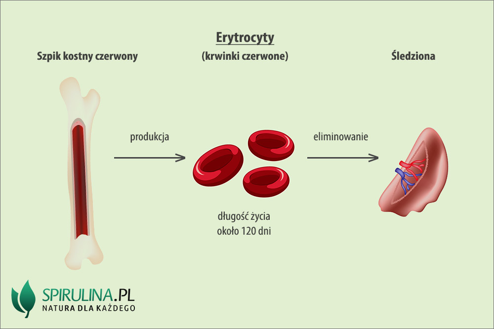 Erytrocyty - produkcja - eliminacja