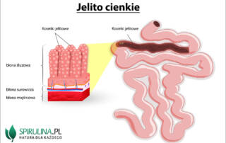 Jelito cienkie