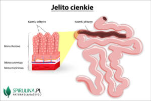 Jelito cienkie