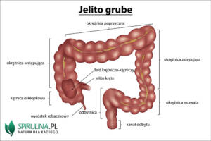 Jelito grube