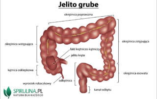 Jelito grube