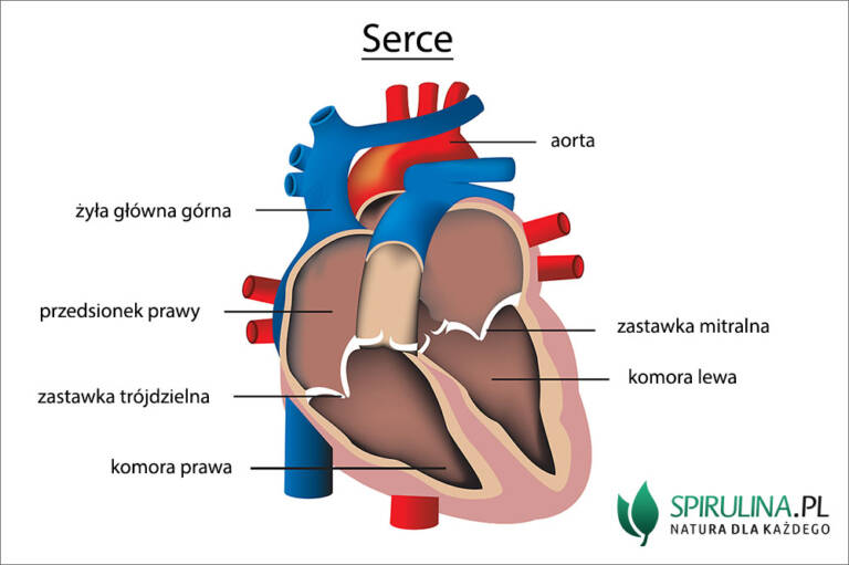 Na Rysunku Przedstawiono Budowę Serca Serce - algi Spirulina i Chlorella