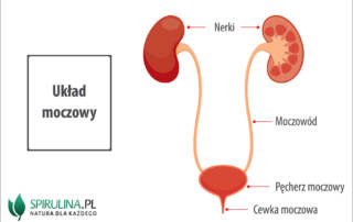 Układ moczowy