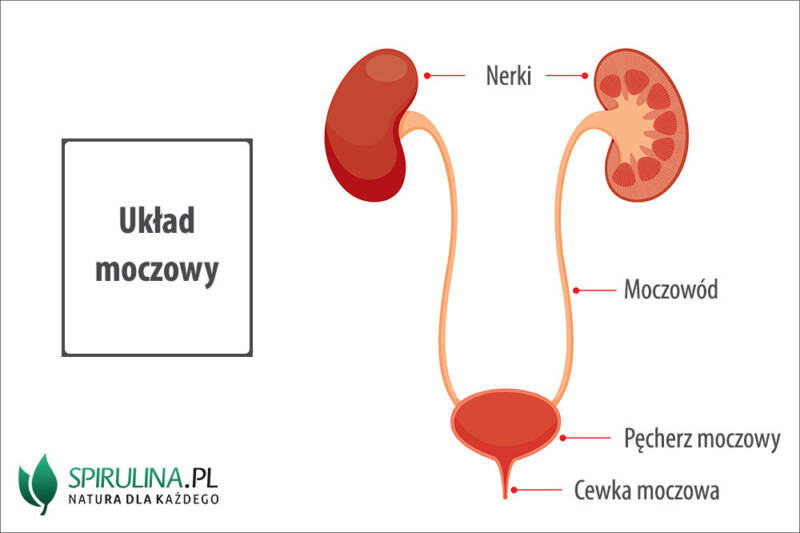 Biologia 7 Klasa Sprawdzian Układ Moczowy