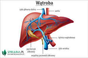 Wątroba