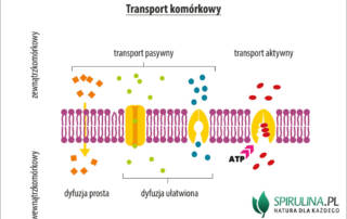 Gospodarka wodno-elektrolitowa