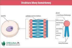 Lipidy