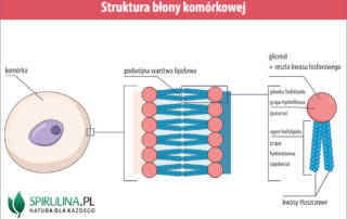 Lipidy