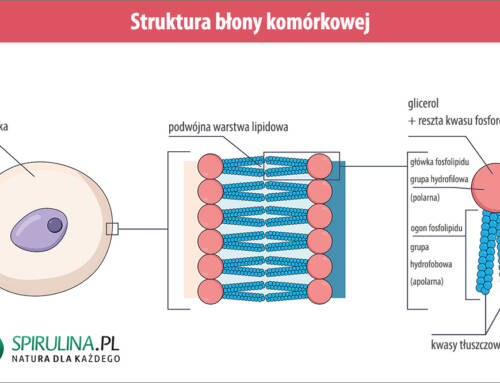 Lipidy