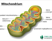 mitochondrium