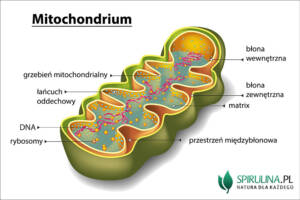 Mitochondrium