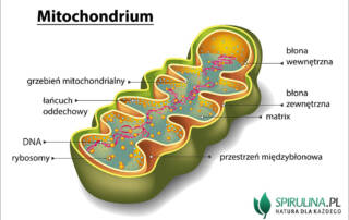 Mitochondrium