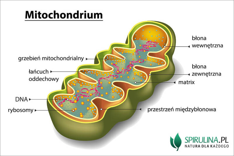 Schemat Przedstawia Transport Substratów I Produktów Do I Z Mitochondrium