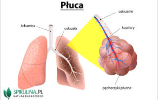 Płuca