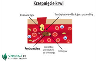 Protrombina