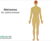 Układ nerwowy (łac. systema nervosum)