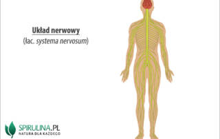 Układ nerwowy (łac. systema nervosum)