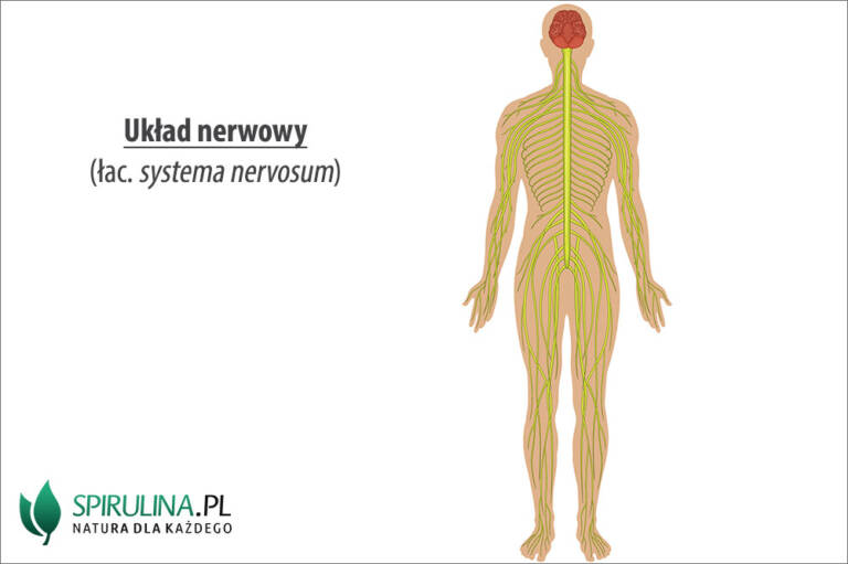Układ nerwowy - algi Spirulina i Chlorella