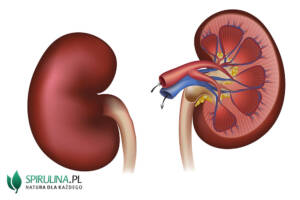 Za co odpowiadają nerki