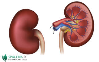 Za co odpowiadają nerki