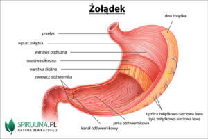 żołądek