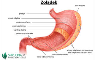 Żołądek