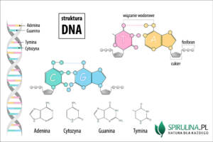 DNA (kwas deoksyrybonukleinowy)