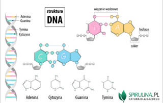 DNA (kwas deoksyrybonukleinowy)