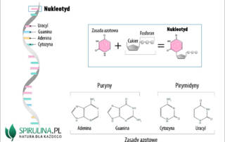 Nukleotyd