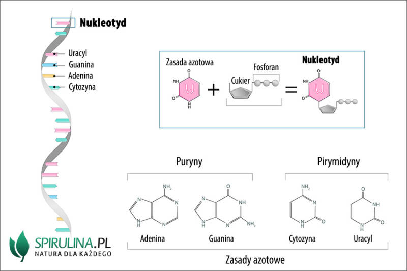 Nukleotyd - algi Spirulina i Chlorella