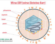Wirus EBV (wirus Ebsteina-Barr)